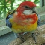 image of bird