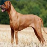image of animal