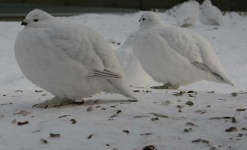 image of ptarmigan