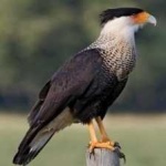 image of bird
