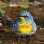 image of bird