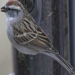image of bird