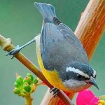 image of bananaquit #0