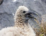 image of albatross