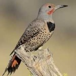 image of bird
