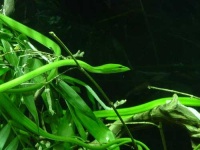 image of vine_snake