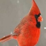 image of bird