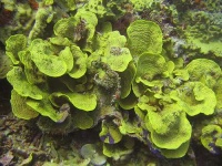 image of coral_reef #17