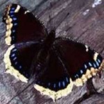 image of animal