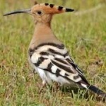 image of bird