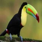 image of bird