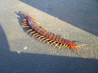 image of centipede