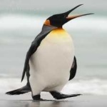 image of bird
