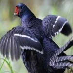 image of bird