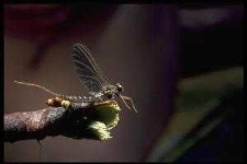 image of mayfly