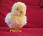 image of animal