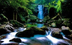 image of jungle