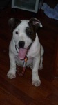 image of staffordshire_bullterrier