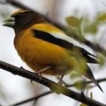 image of bird