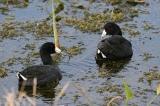 image of american_coot