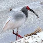 image of bird
