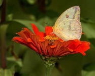 image of sulphur_butterfly #10