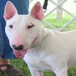 image of bull_terrier #0