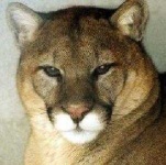 image of cougar_face