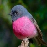 image of bird