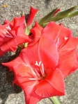 image of flower