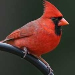 image of bird