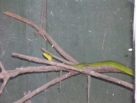 image of green_mamba