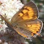 image of animal
