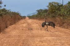 image of animal