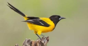 image of oriole
