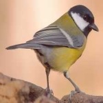image of bird