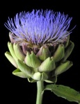 image of artichoke_flower #8