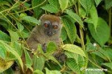 image of indri