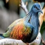 image of bird