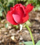 image of rose #16