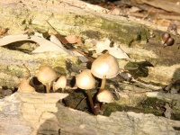 image of hen_of_the_woods