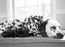 image of dalmatian