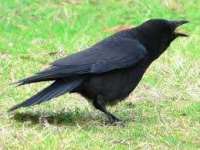 image of animal