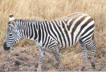 image of zebra