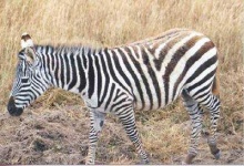 image of zebra #12