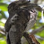 image of bird