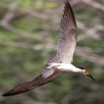 image of bird