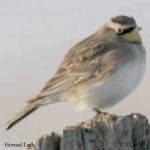 image of bird