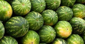 image of watermelon
