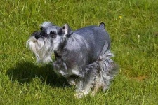 image of miniature_schnauzer #5